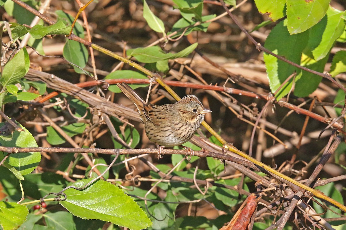 Lincoln's Sparrow - ML643368092