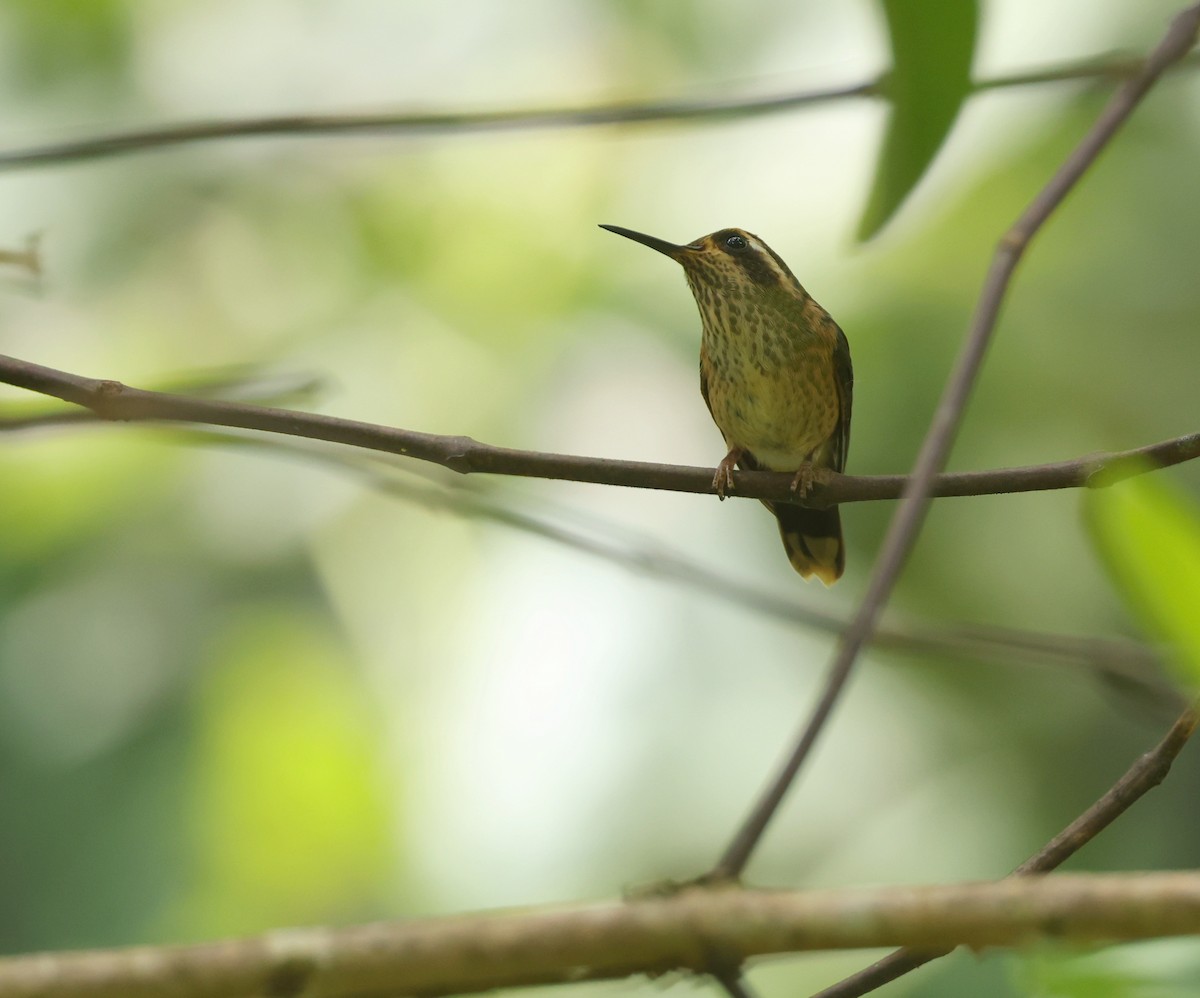 Speckled Hummingbird - ML643368125