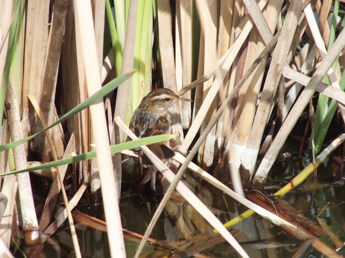Wren-like Rushbird - ML643368126