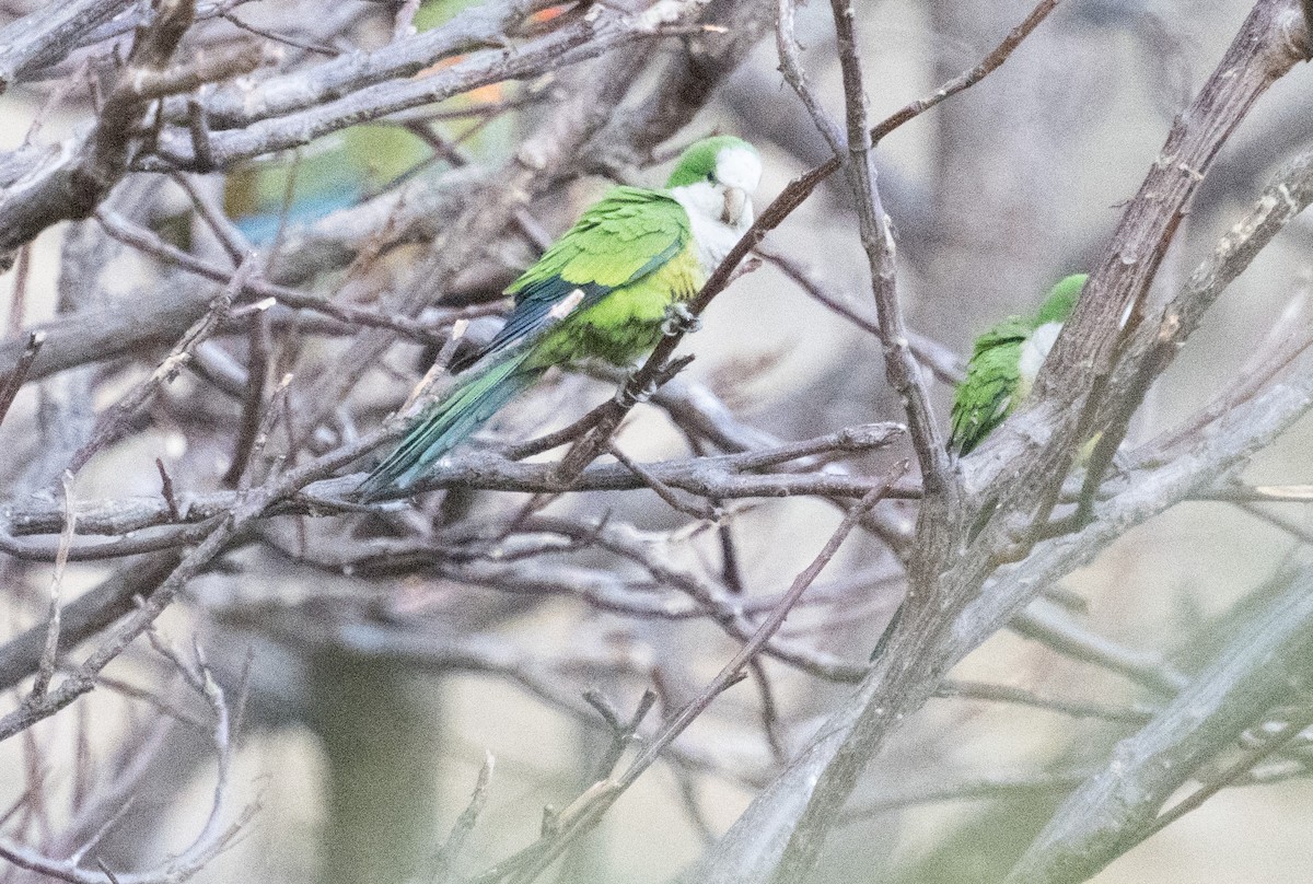 Monk Parakeet (Cliff) - ML643368127