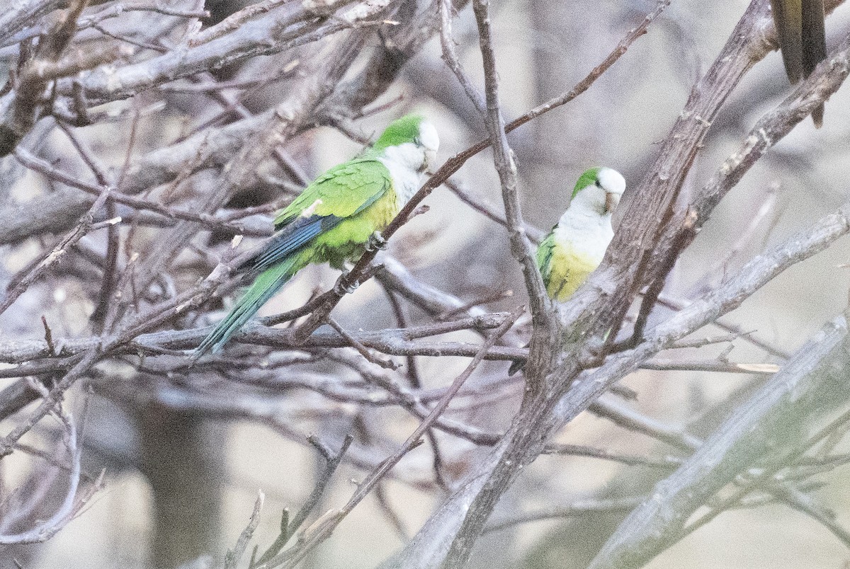 Monk Parakeet (Cliff) - ML643368128