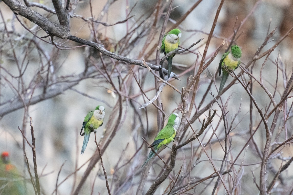 Monk Parakeet (Cliff) - ML643368130
