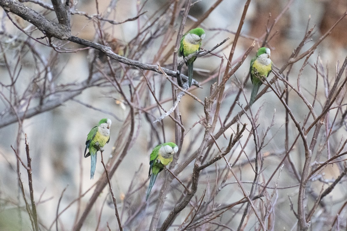 Monk Parakeet (Cliff) - ML643368131