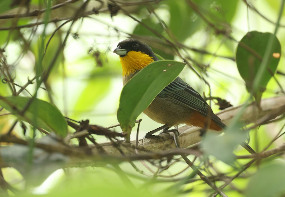 Yellow-throated Tanager - ML643368139