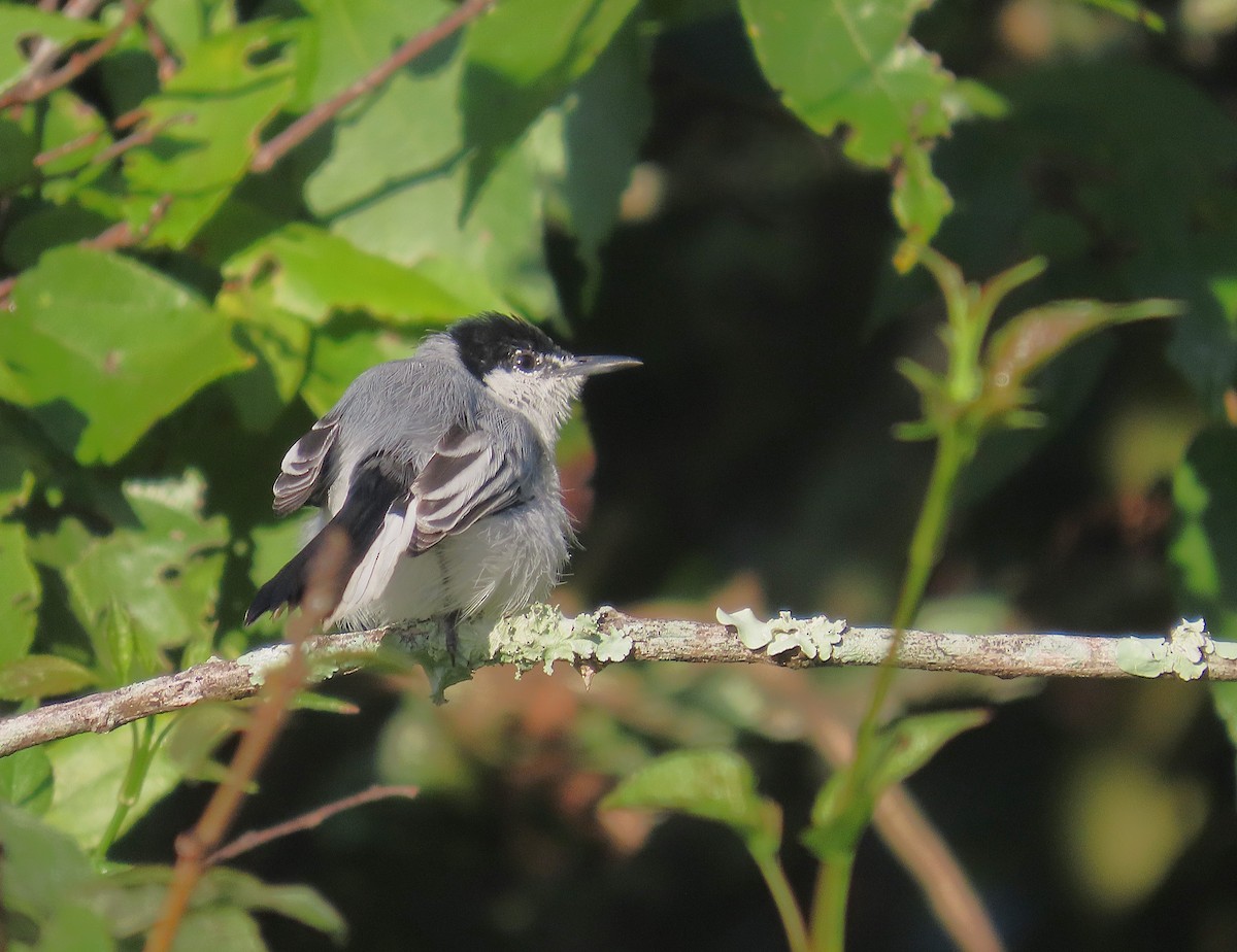 mayamyggsmett - ML643368151