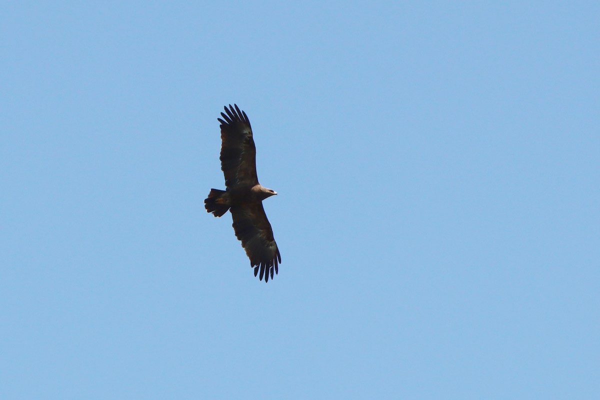 Lesser Spotted Eagle - ML643368155