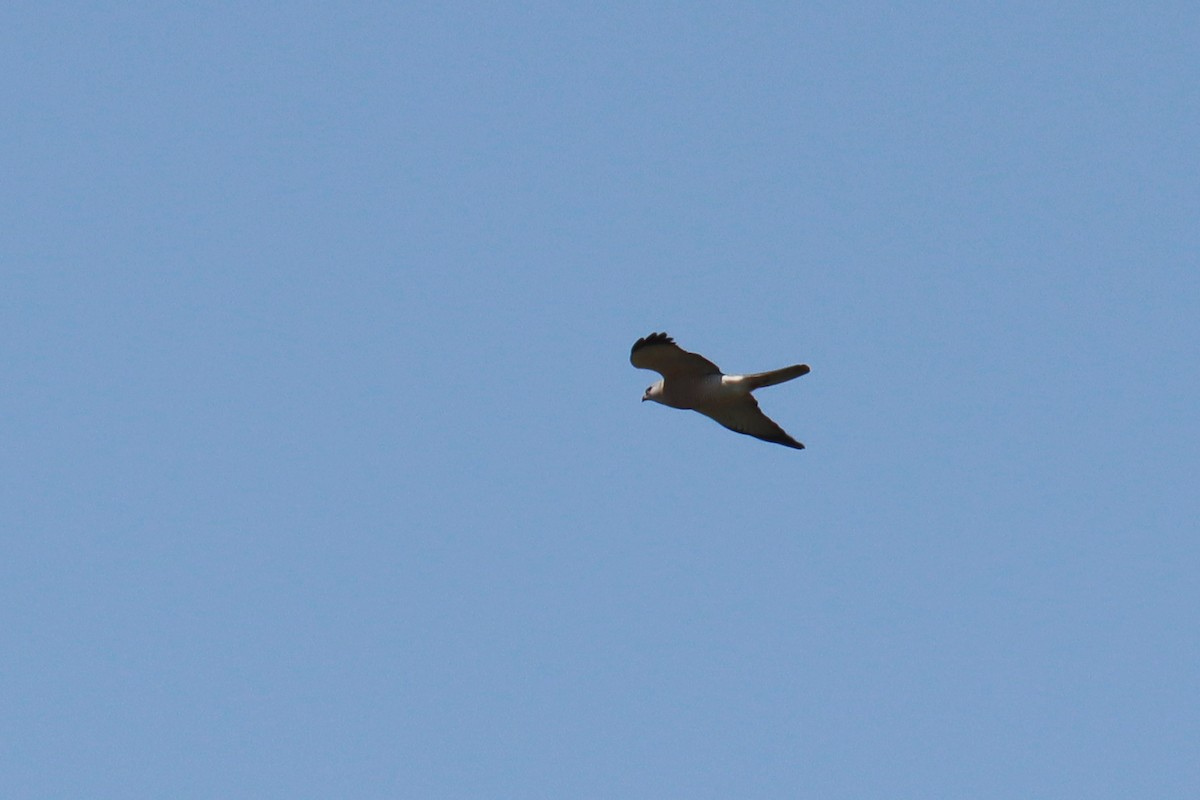 Levant Sparrowhawk - ML643368167