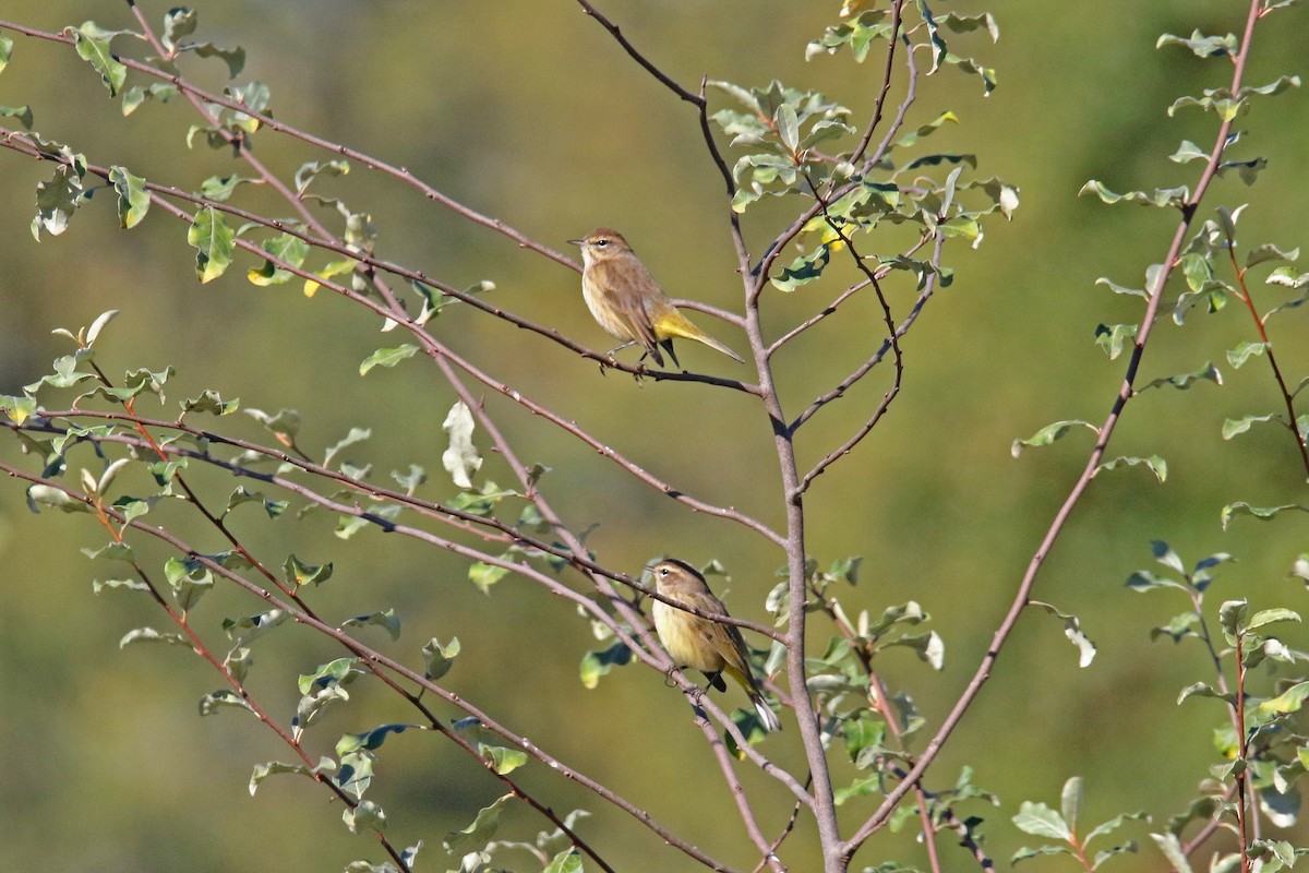 Palm Warbler - ML643368175