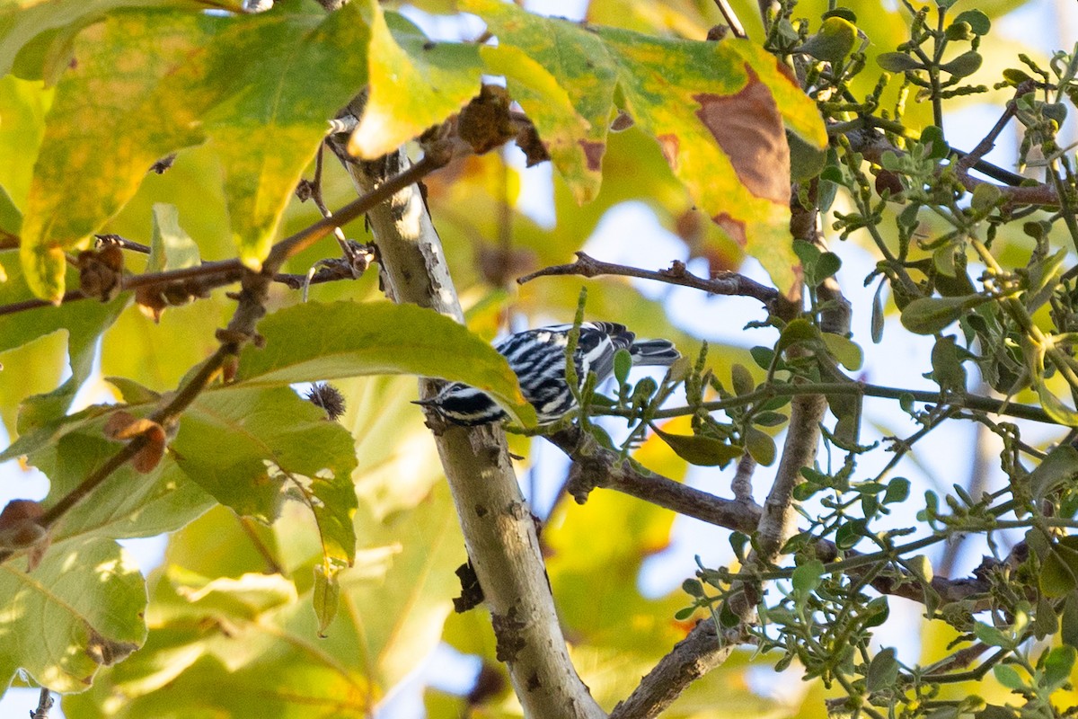 Black-and-white Warbler - ML643368187