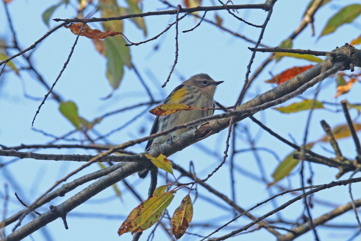Yellow-rumped Warbler (Myrtle) - ML643368205