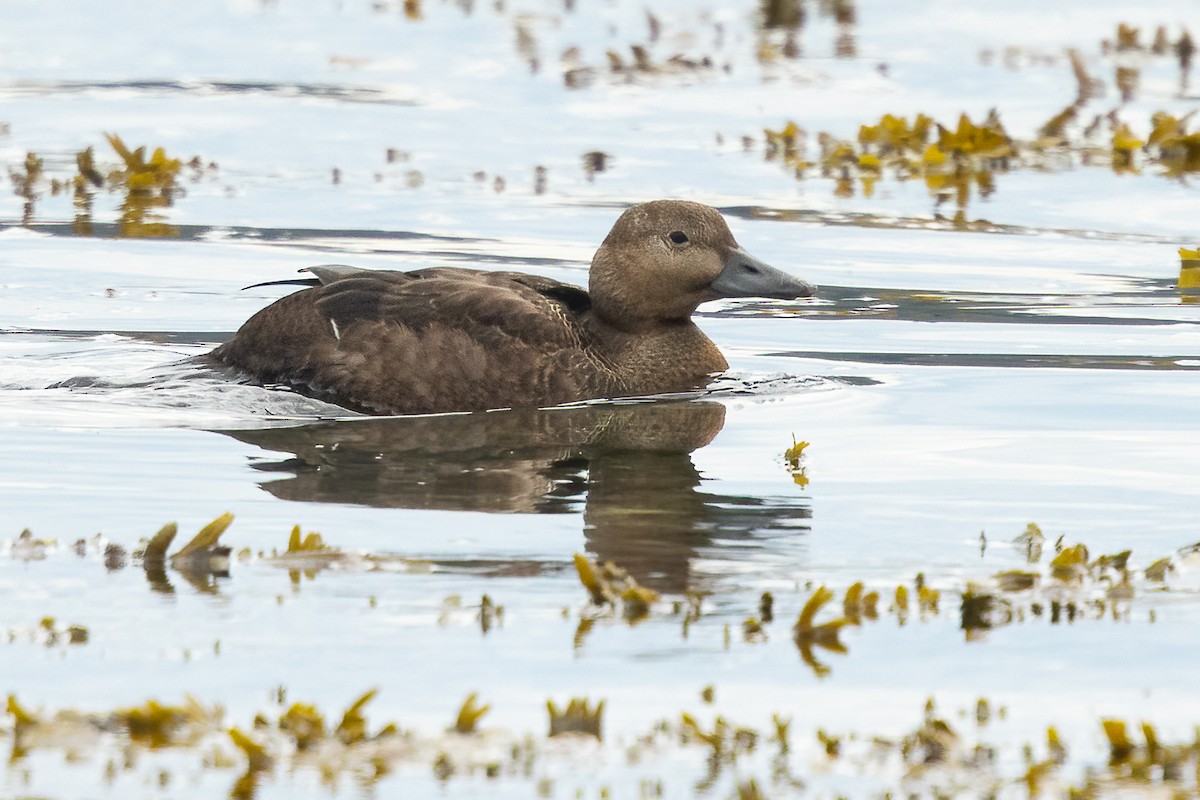 Steller's Eider - ML643368209