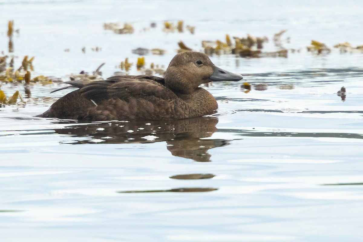 Steller's Eider - ML643368210