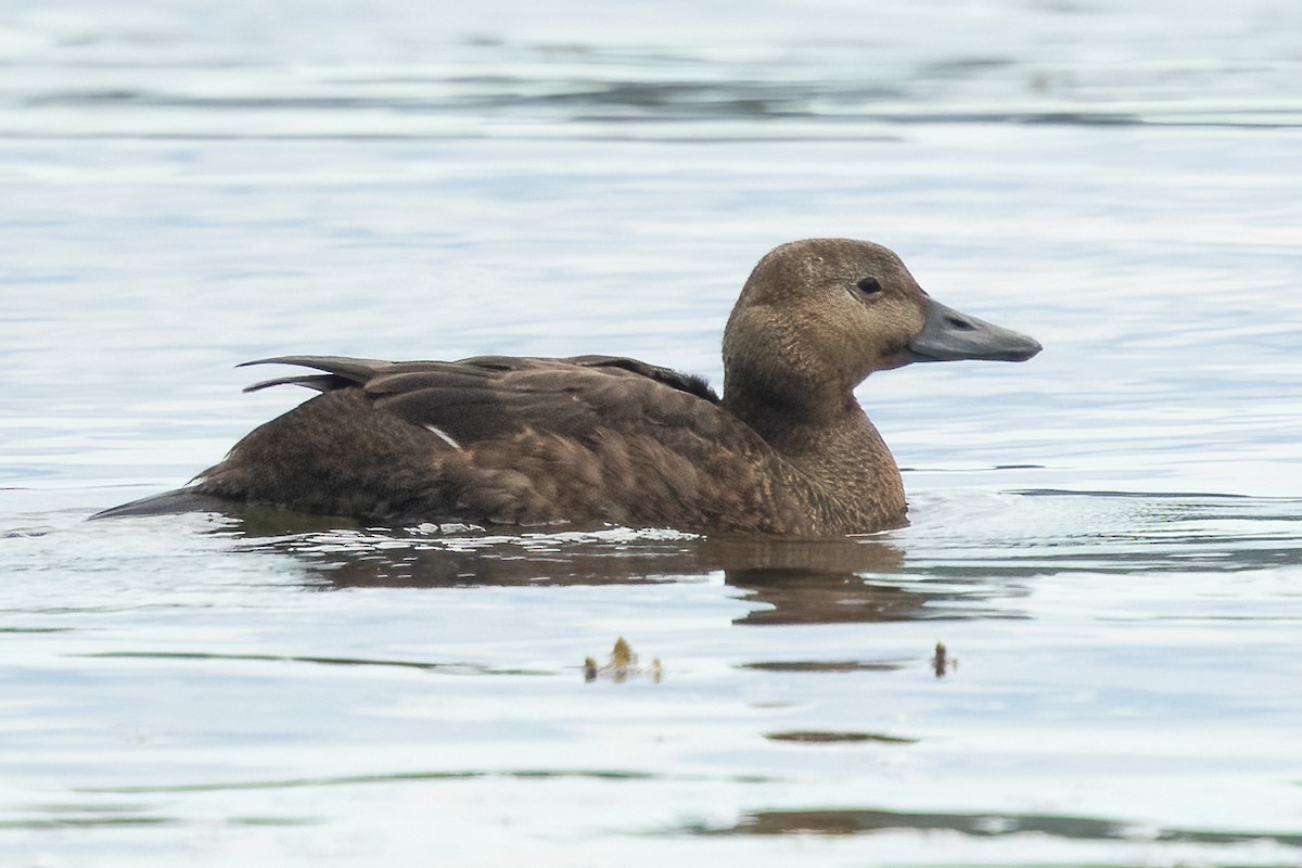 Steller's Eider - ML643368211