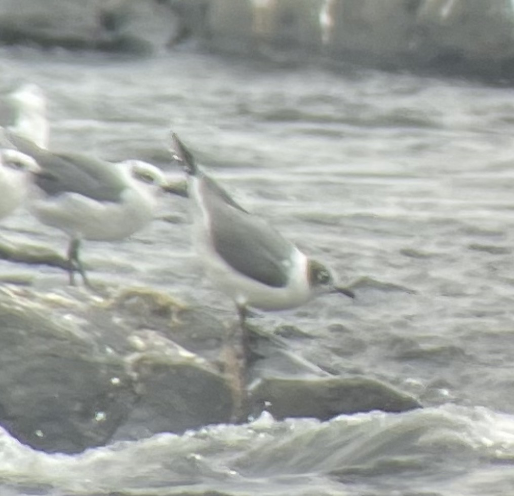 Franklin's Gull - ML643368222