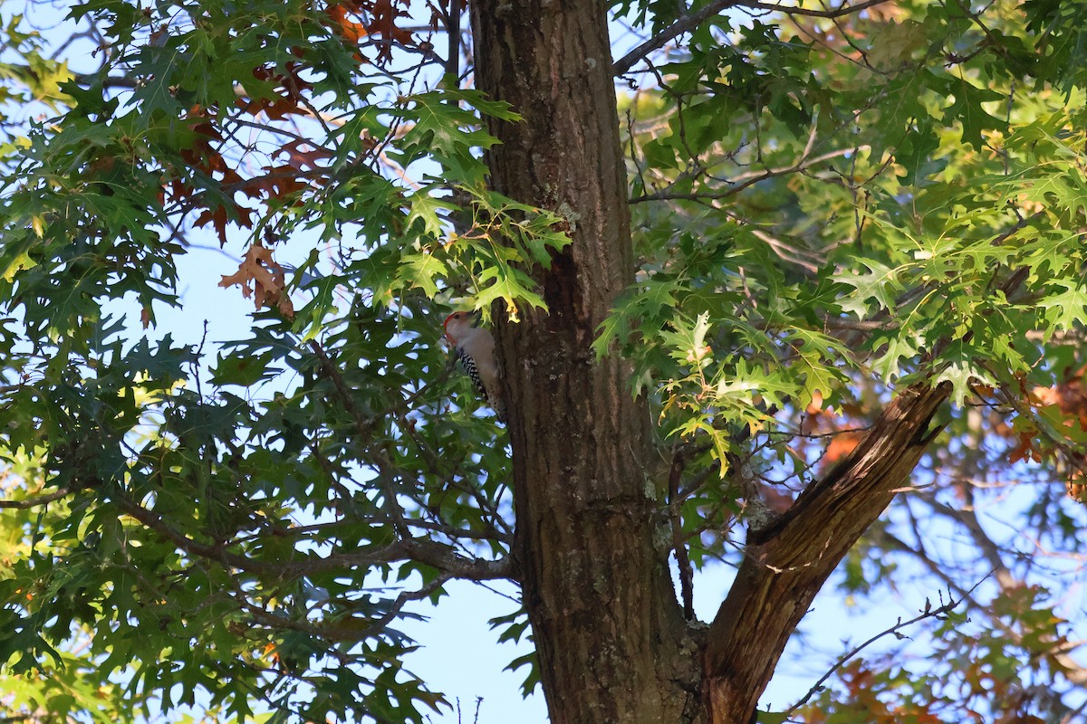 Red-bellied Woodpecker - ML643368223