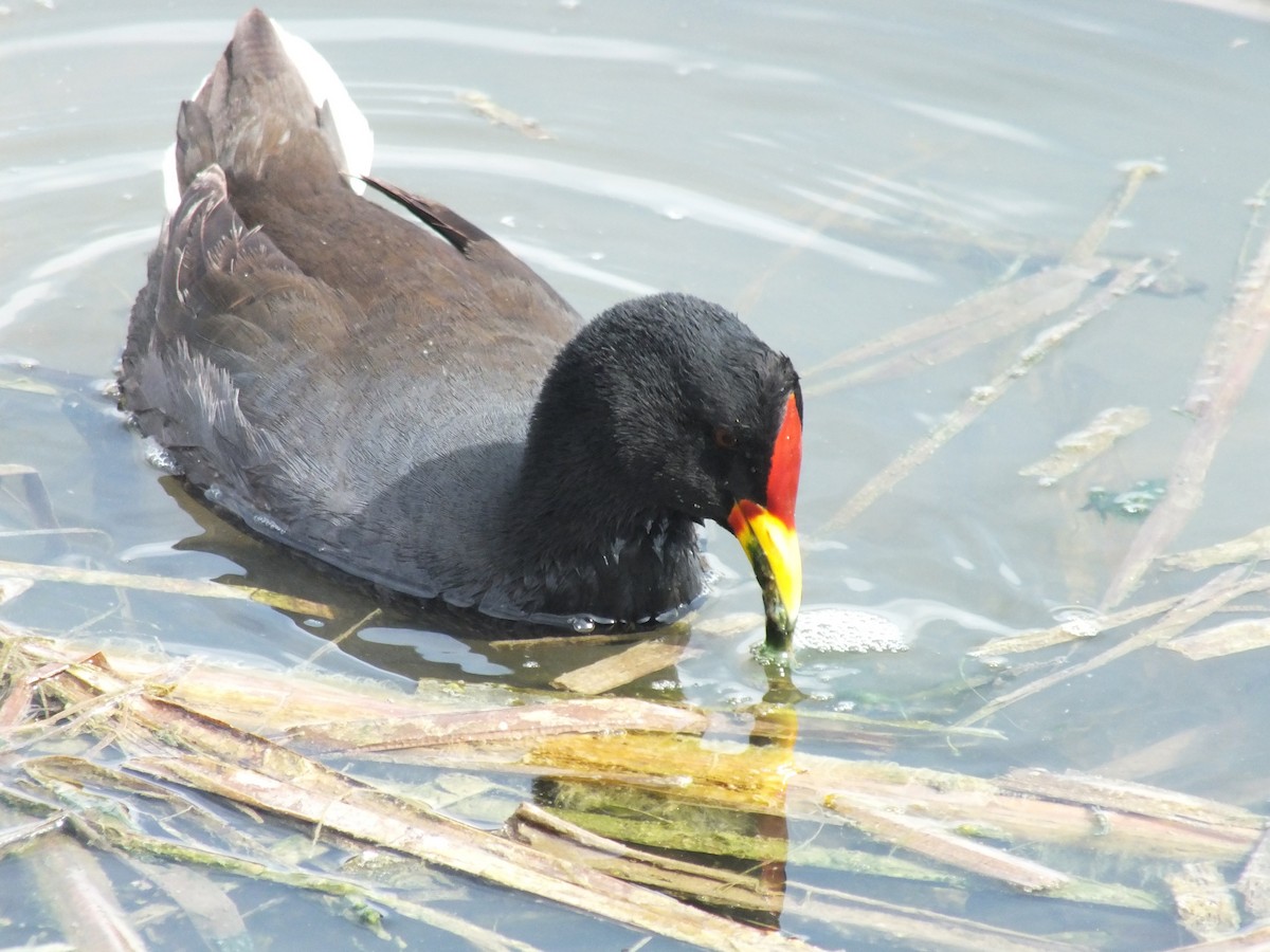 Red-fronted Coot - ML643368252