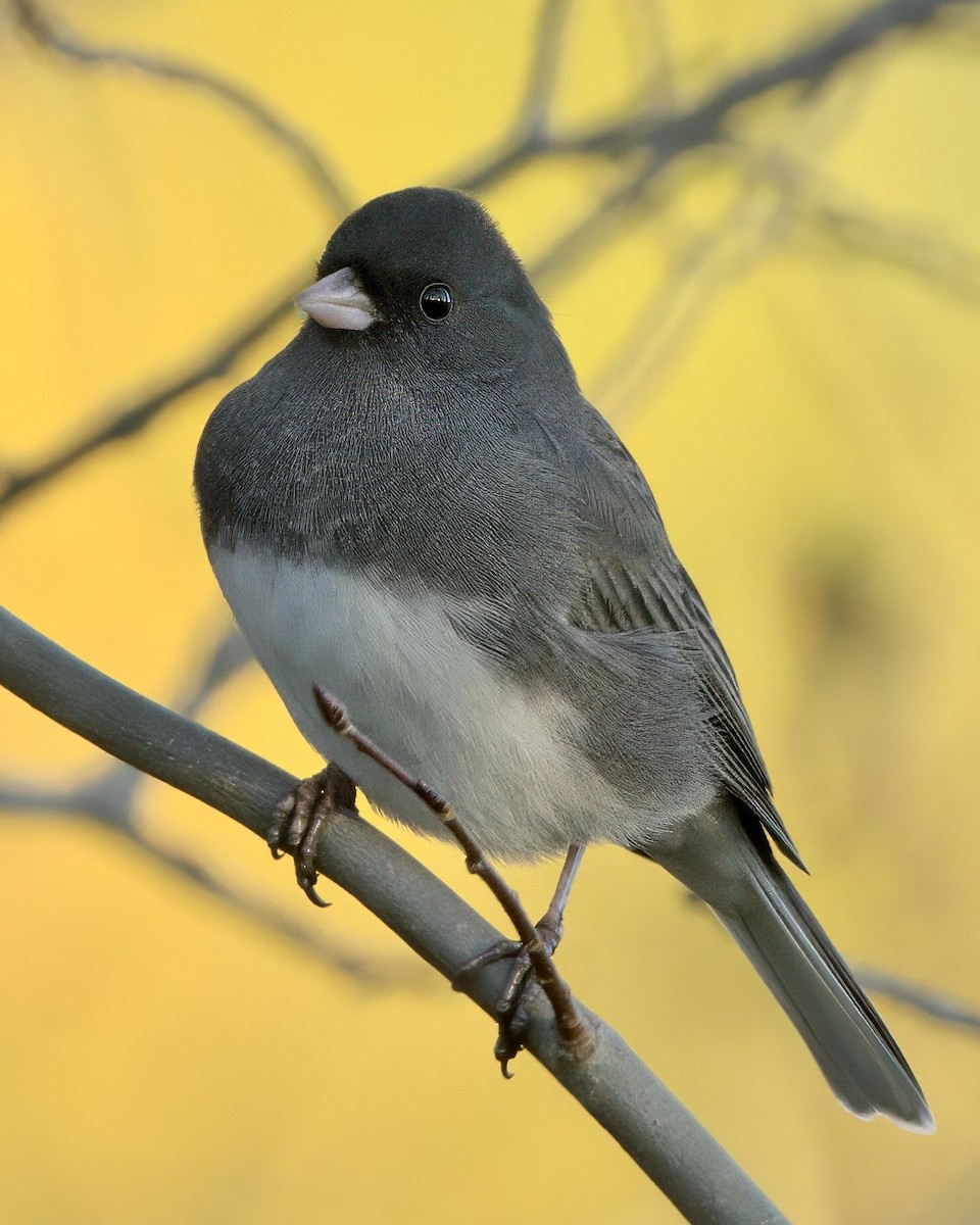 Dark-eyed Junco (Slate-colored) - ML643368262