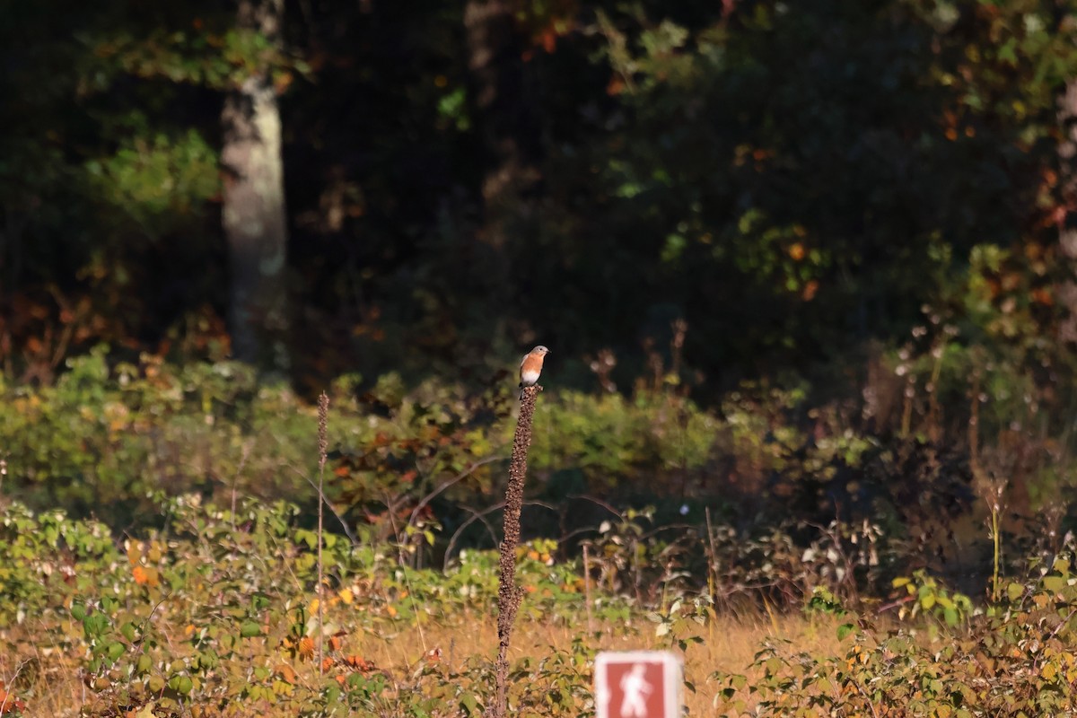 Eastern Bluebird - ML643368290