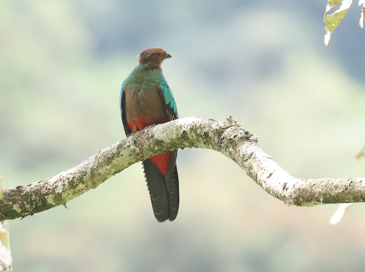 Crested Quetzal - ML643368293