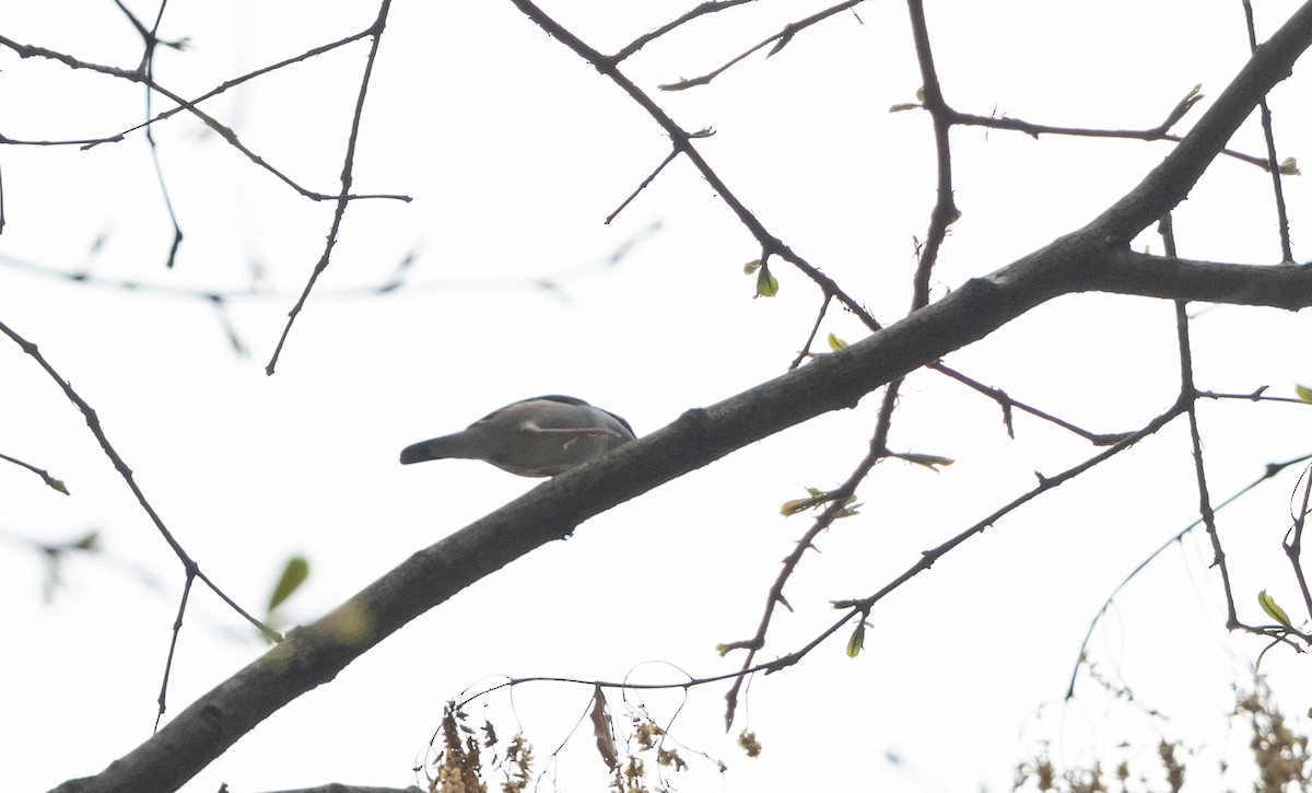 White-browed Shrike-Babbler (Chestnut-winged) - ML643368294