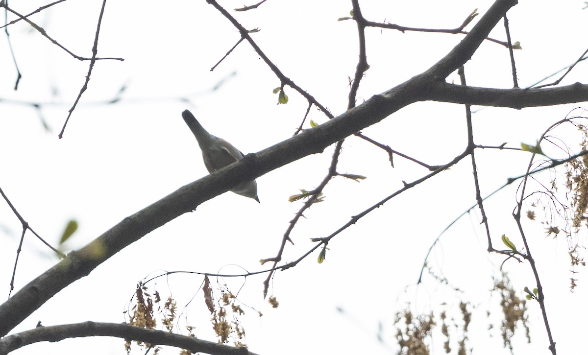 White-browed Shrike-Babbler (Chestnut-winged) - ML643368295