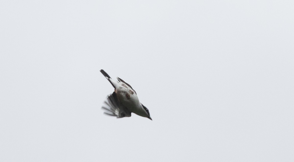 White-browed Shrike-Babbler (Chestnut-winged) - ML643368298