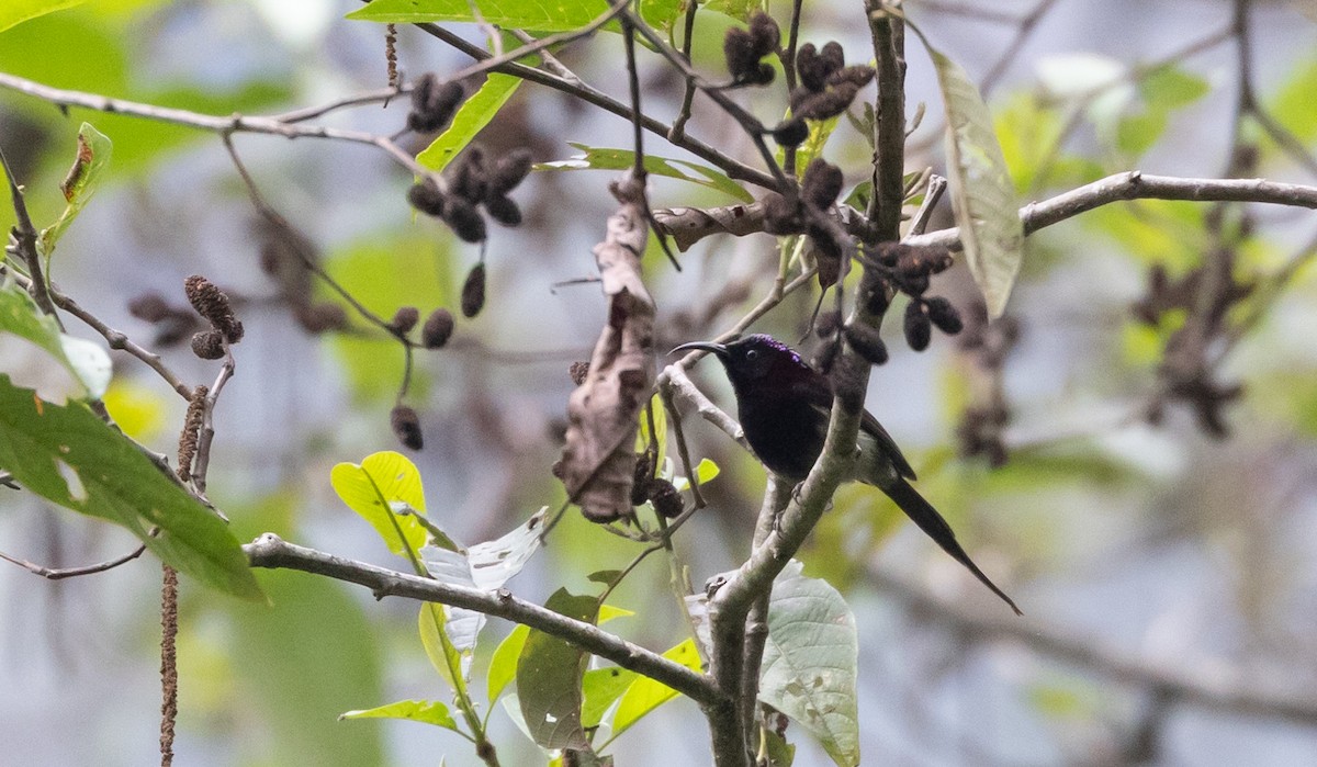 Black-throated Sunbird - ML643368313