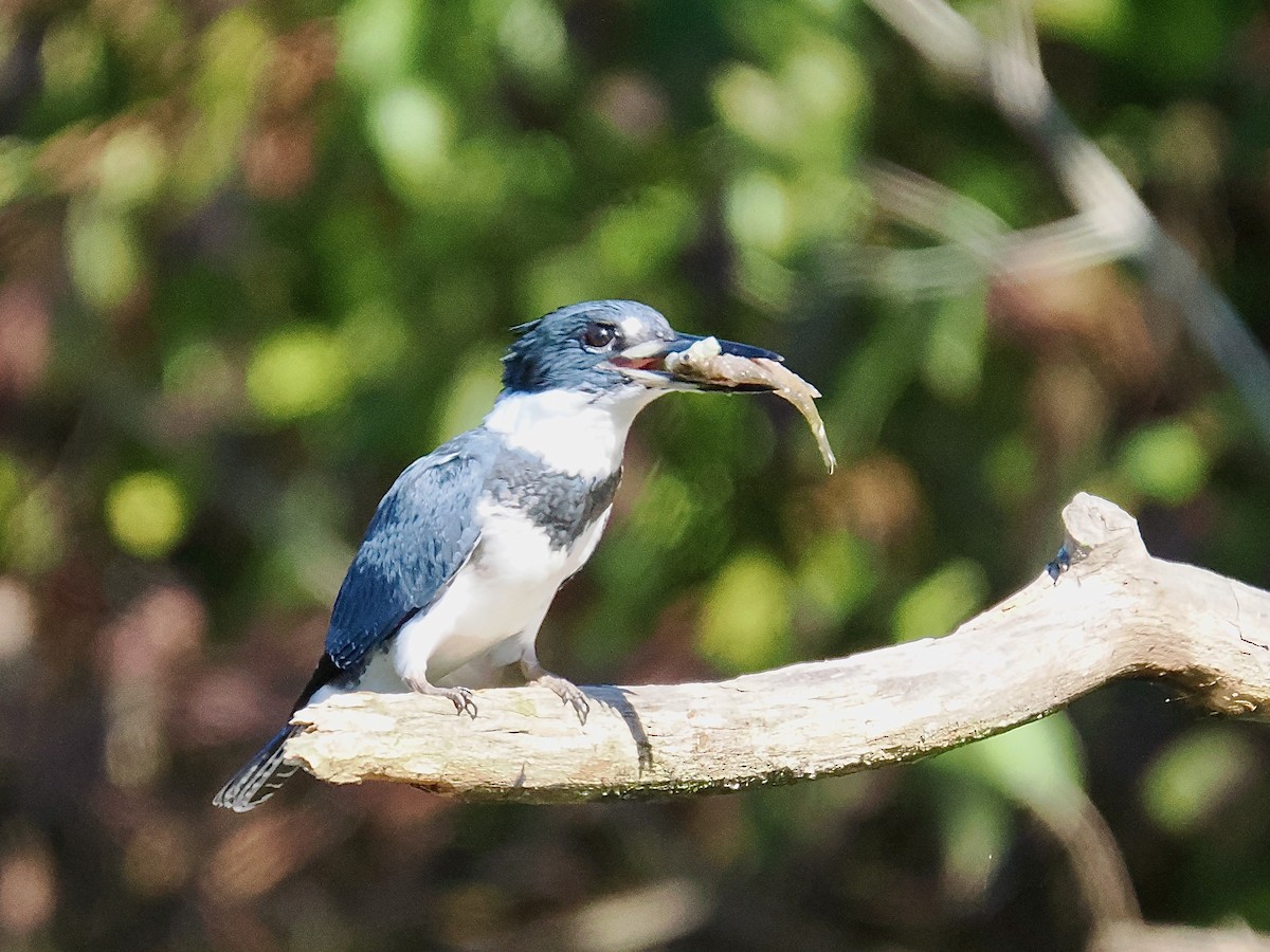 Belted Kingfisher - ML643368320