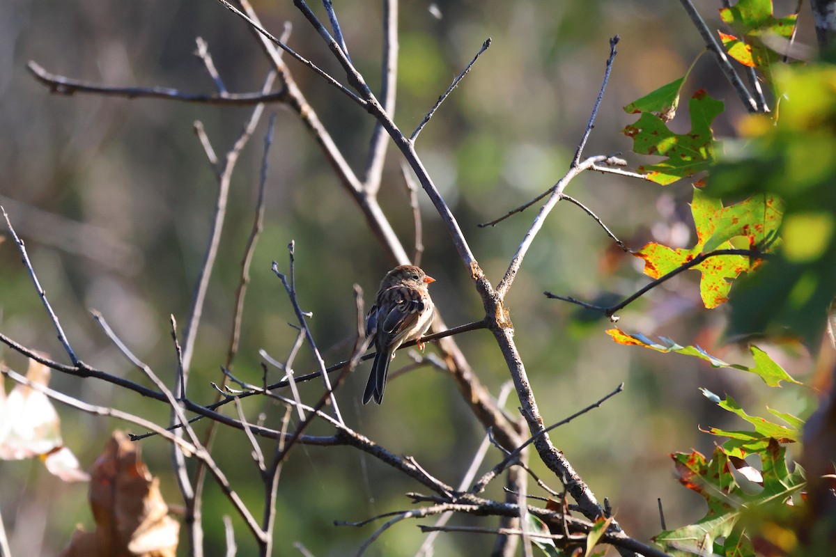 Field Sparrow - ML643368336