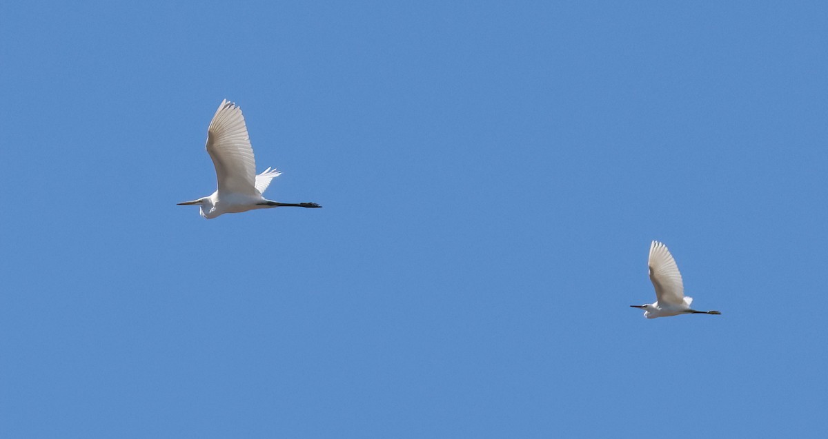 Snowy Egret - ML643368339