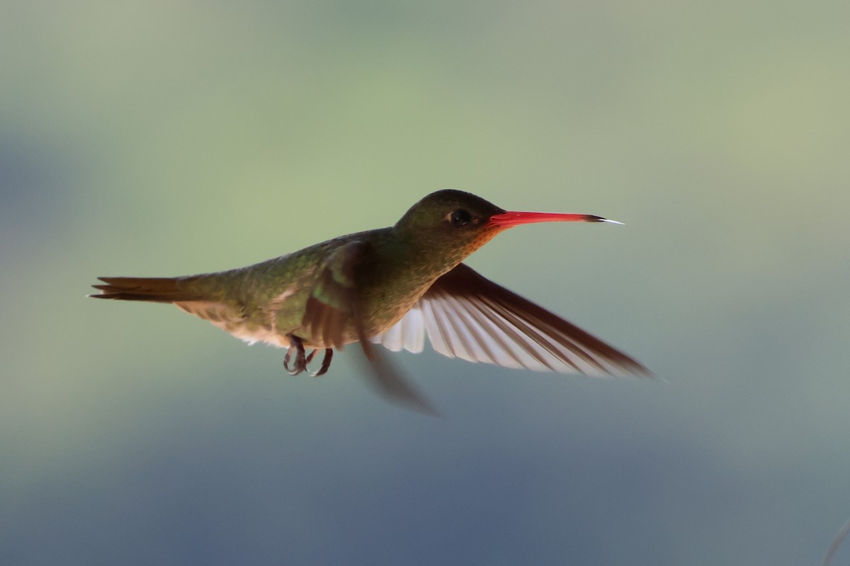 Gilded Hummingbird - ML643368367