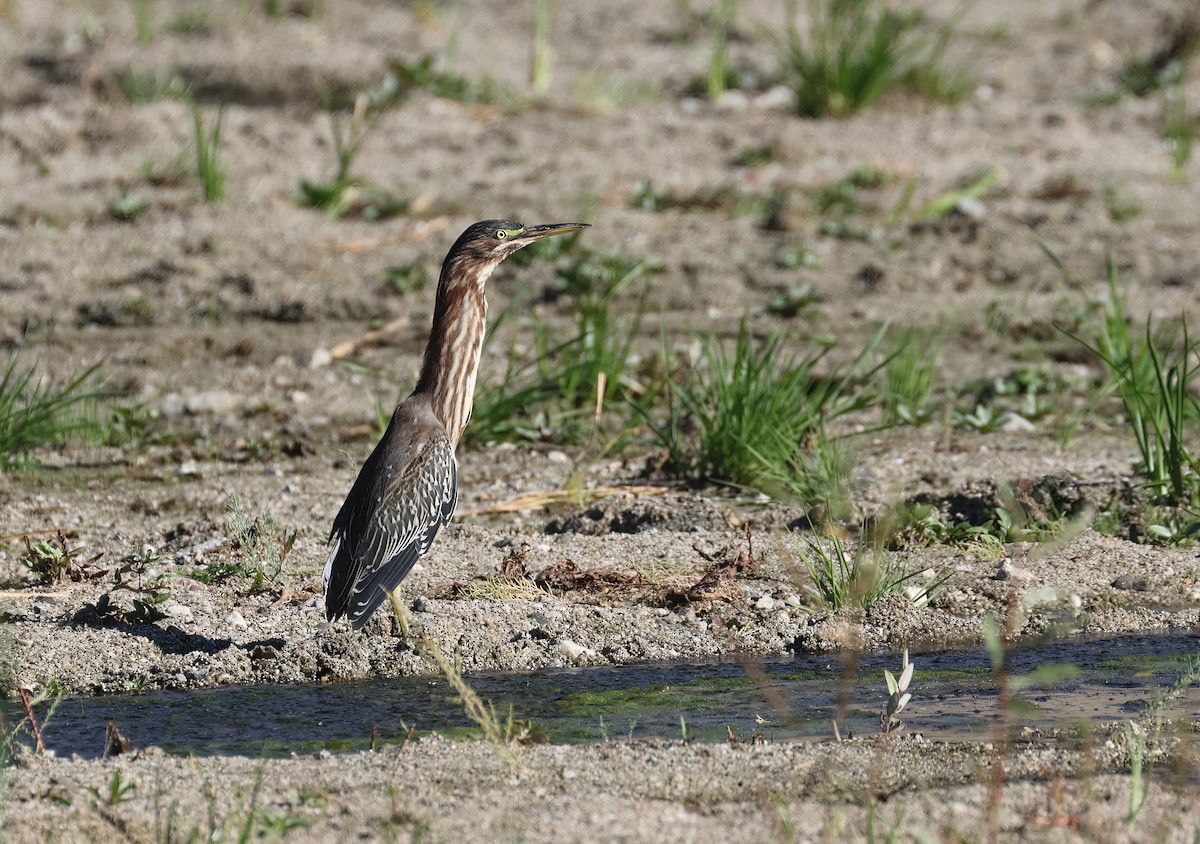Green Heron - ML643368369