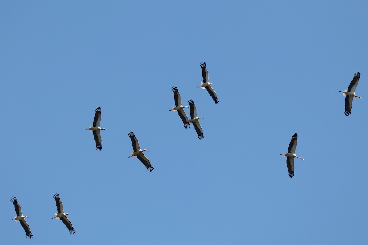 White Stork - ML643368375