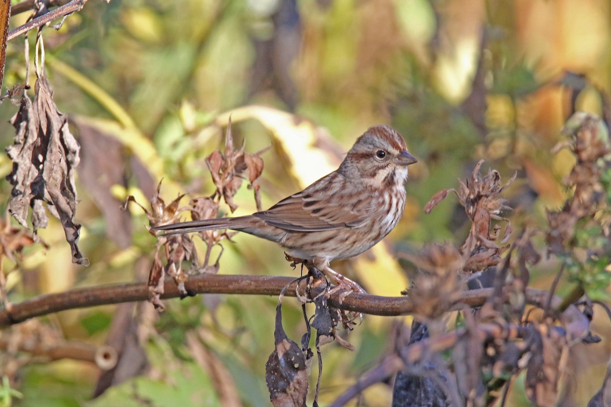 Song Sparrow - ML643368379