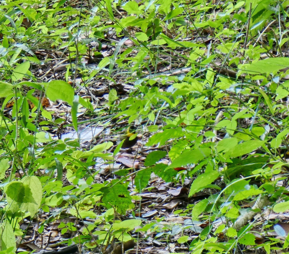 Cuban Grassquit - ML643368395