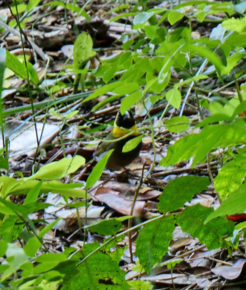 Cuban Grassquit - ML643368396