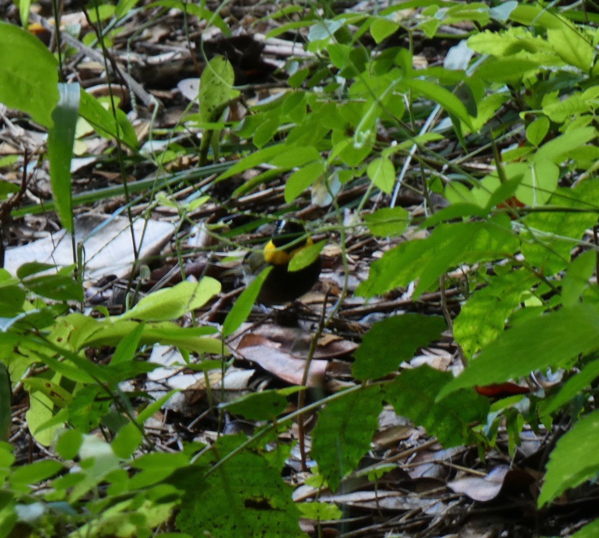 Cuban Grassquit - ML643368397