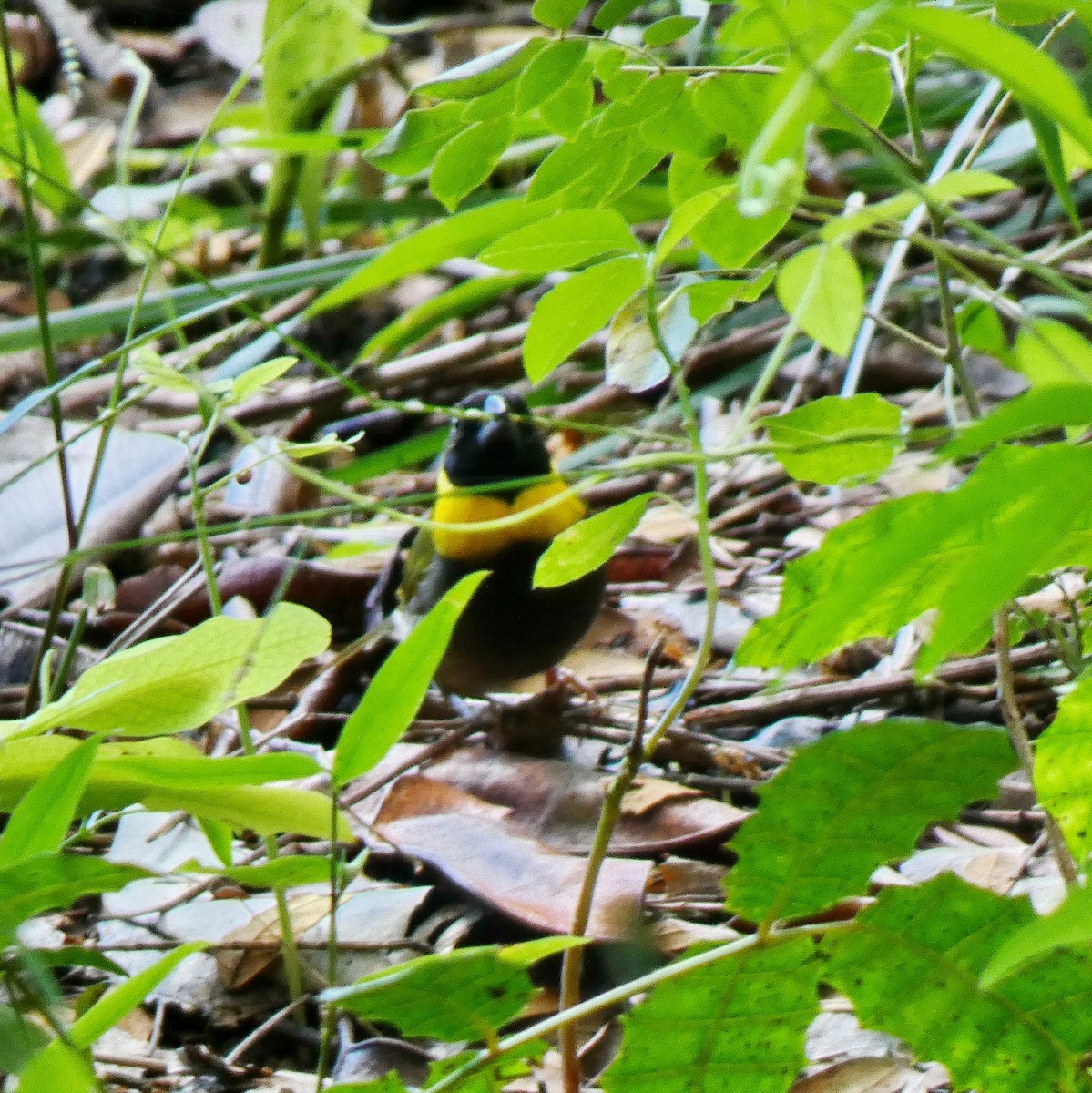 Cuban Grassquit - ML643368398