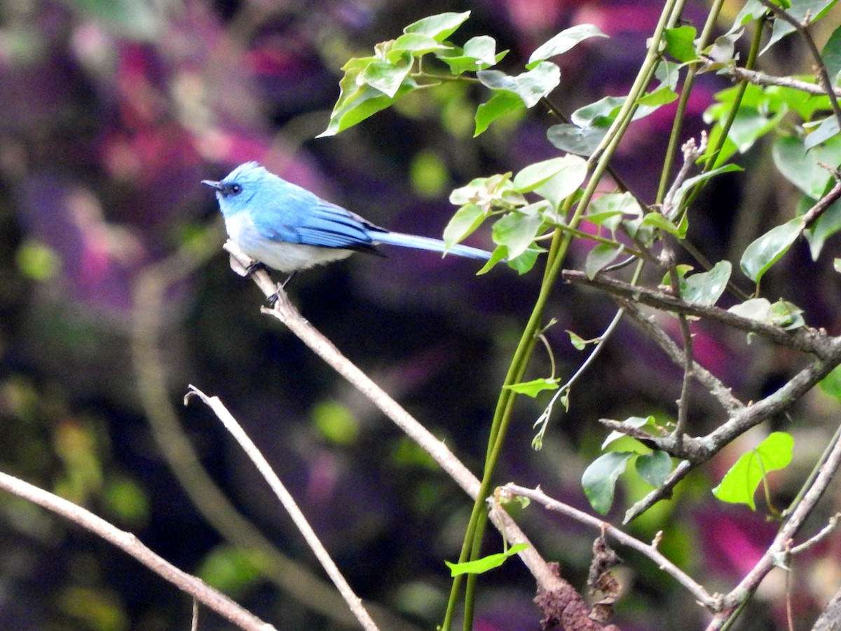 Blauhaubenschnäpper - ML643368399
