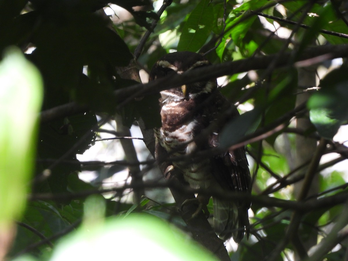 rustkinnugle - ML643368404