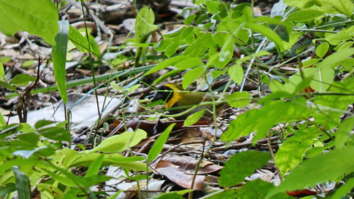 Cuban Grassquit - ML643368406