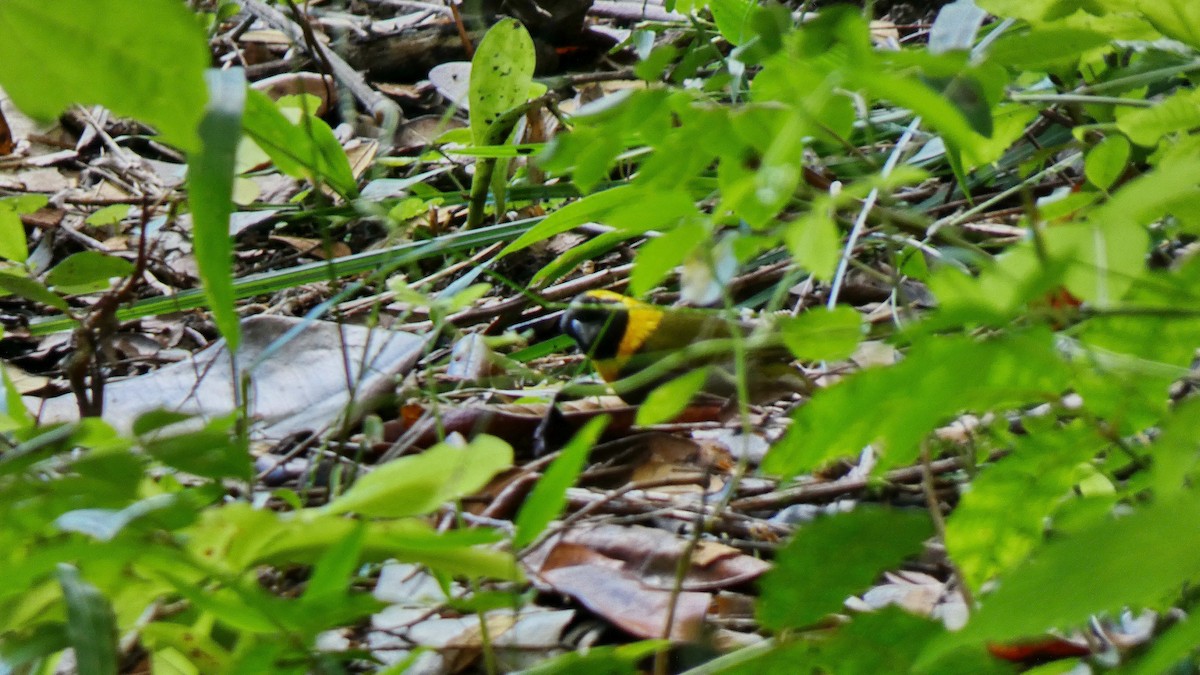 Cuban Grassquit - ML643368407