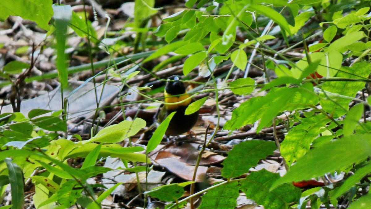Cuban Grassquit - ML643368410