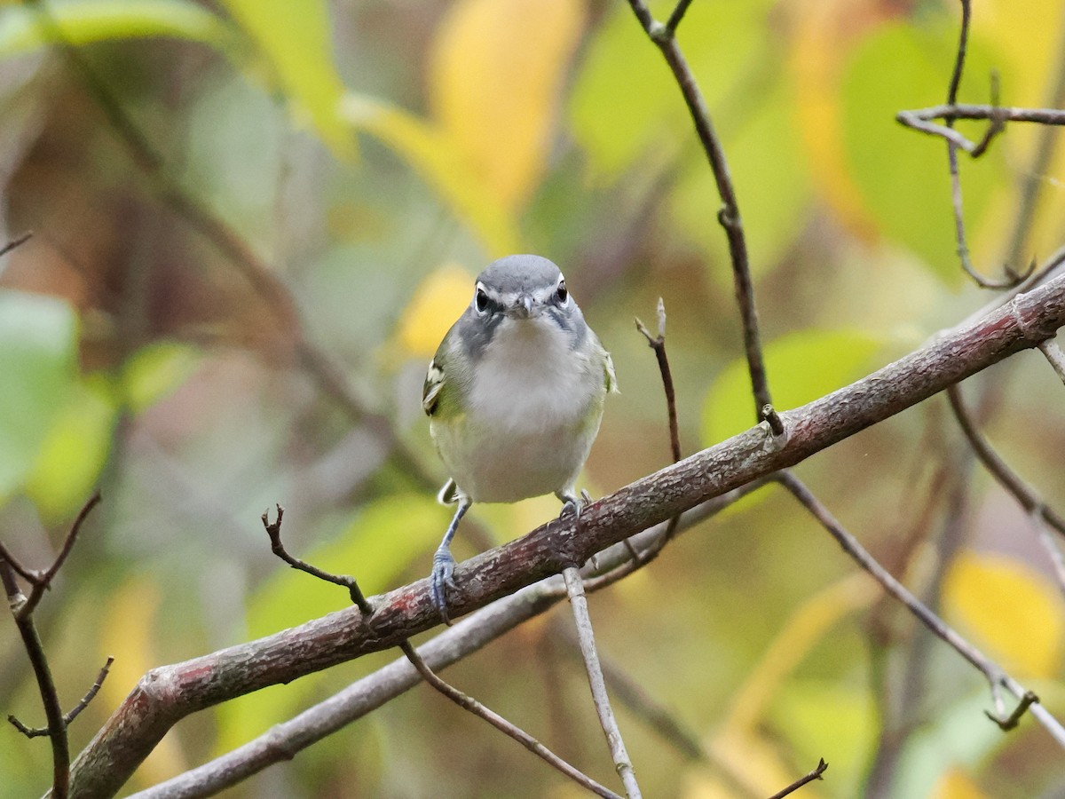 Blue-headed Vireo - ML643368465