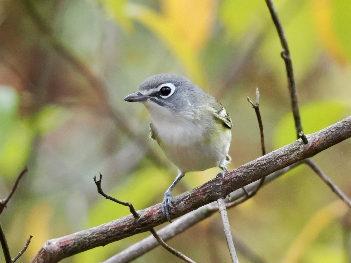 Blue-headed Vireo - ML643368466