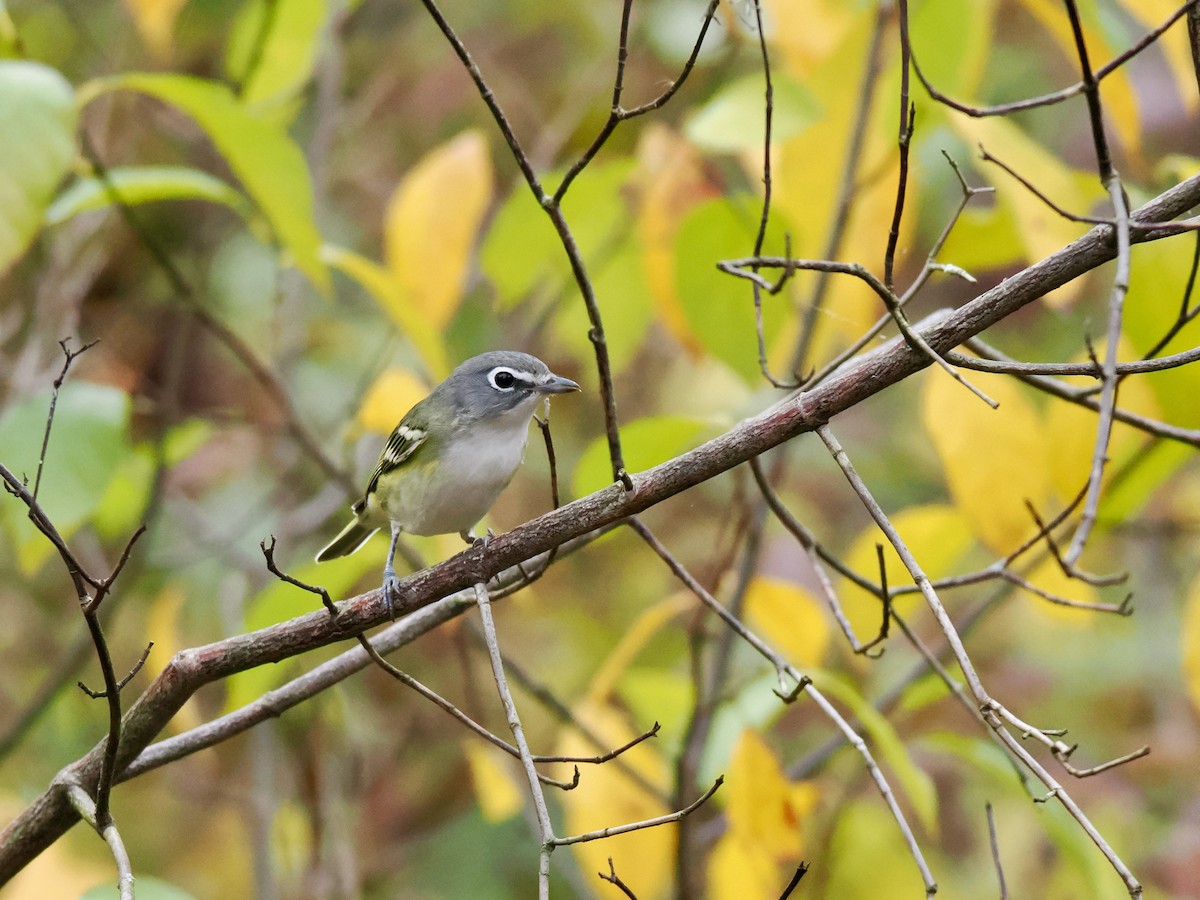 Blue-headed Vireo - ML643368468