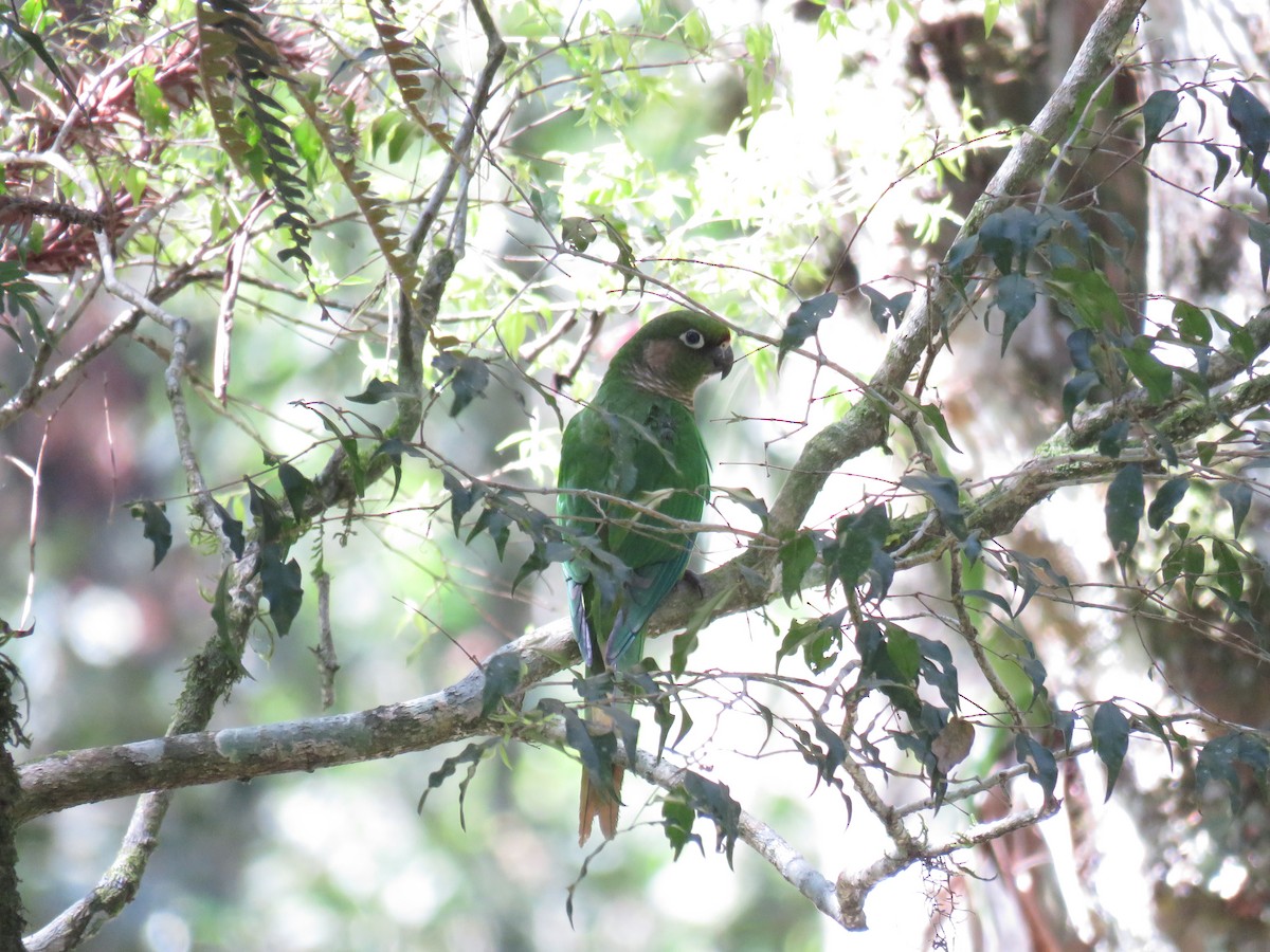 Maroon-bellied Parakeet - ML643368469