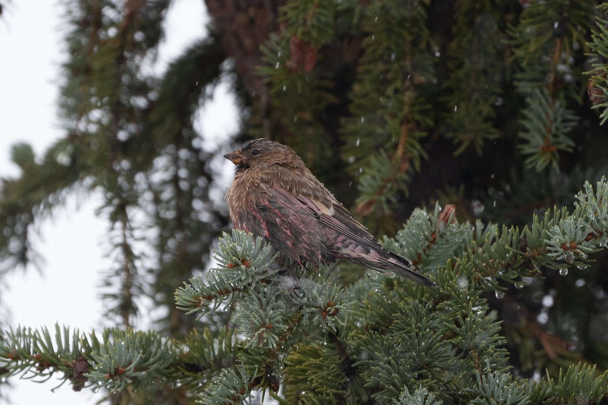 Brown-capped Rosy-Finch - ML643368471