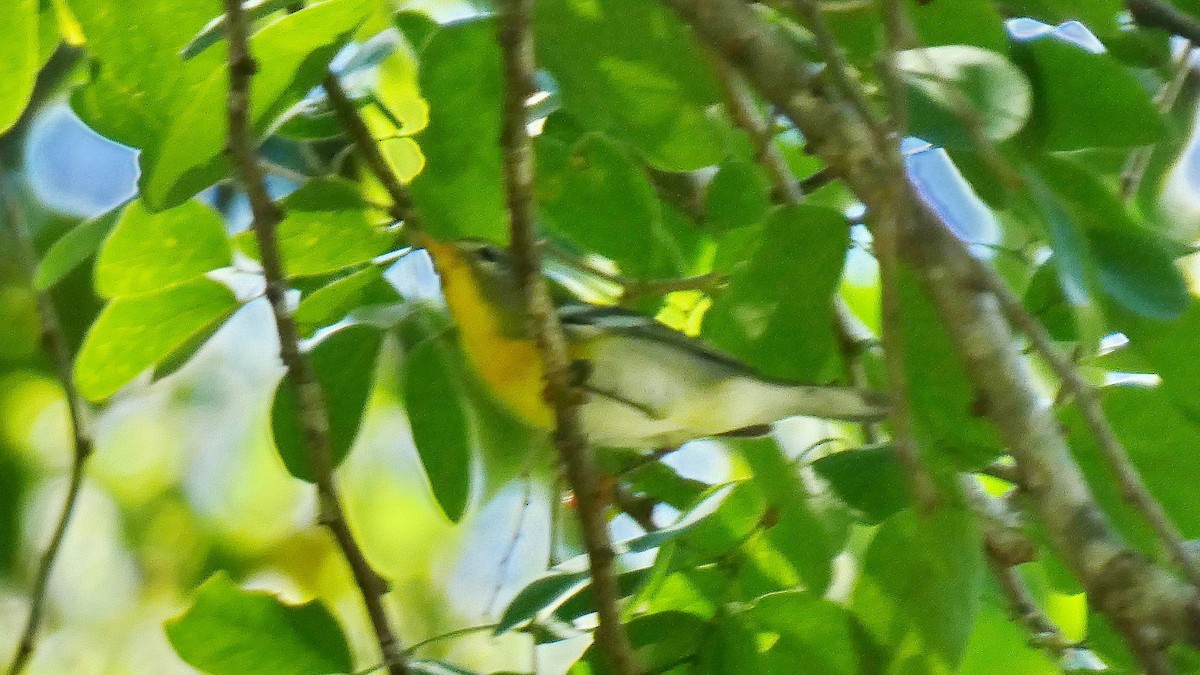 Northern Parula - ML643368472