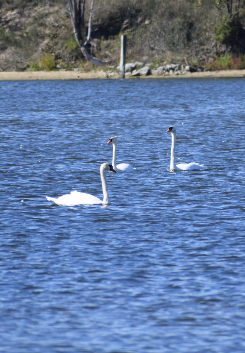 Höckerschwan - ML643368495